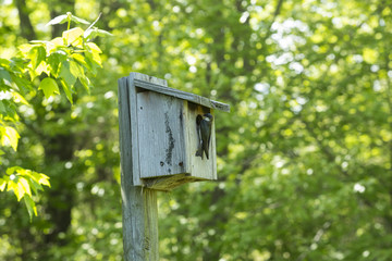 Tree swallow at a bluebird house in Manchester, Connecticut, springtime.
