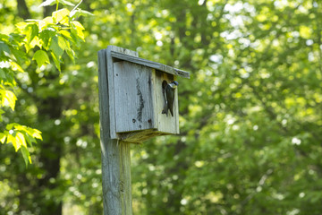 Tree swallow at a bluebird house in Manchester, Connecticut, springtime.
