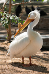 Pelican