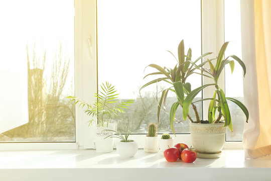 Windowsill with beautiful home plants