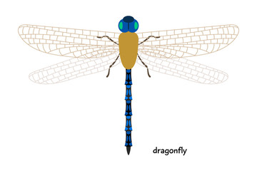 Dragonfly - one of the most ancient animals that exist now on the planet.