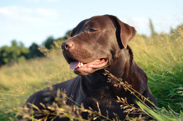 labrador in a grass at sunset - 143736620
