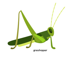 Green grasshopper - arthropod, an expert in long jump
