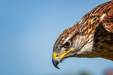 Ferruginous Hawk Head Portrait with a blue sky background