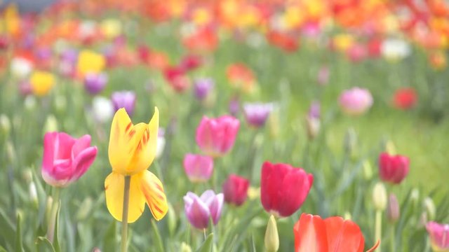 Wiese mit bunten Blumen