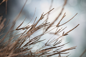 Dry grass heads