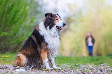 Collie-Mix dog sitting outdoors with woman in background