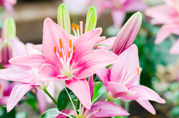 Obraz na płótnie Canvas Pink lily flower blossom in a garden, spring season