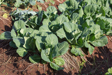 Fresh green cabbage from convert vegetable.