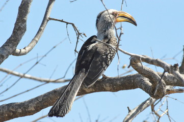 beautiful southern yellow billed hornbill