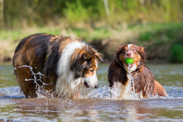 two dogs playing at the river