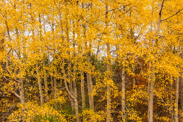 Poplar party i  yellow