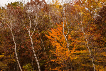 Mixed woods in color