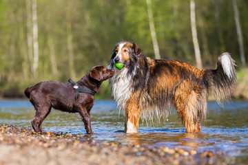 two dogs playing at the river