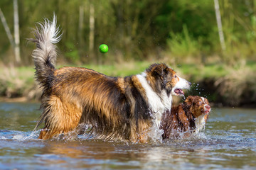 two dogs playing at the river