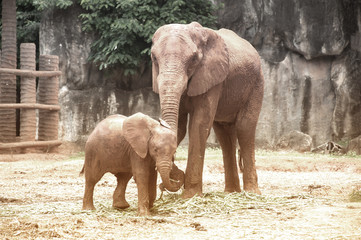 Fototapeta premium Elephants are large mammals of the family Elephantidae and the order Proboscidea.