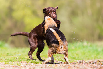 two cute dogs scuffling outdoors