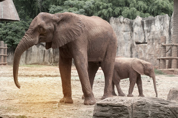 Fototapeta na wymiar Elephants are large mammals of the family Elephantidae and the order Proboscidea.