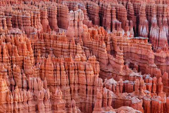Hoodoos at sunrise at Bryce Canyon National Park amphitheater in Utah. The morning sun reveals the vivid purple, orange and pink hues in the rock. This is part of the "amphitheater" formation. 
