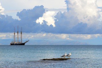 Seagulls and sailboat