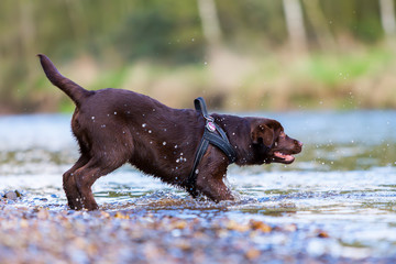 Labrador puppy in the river