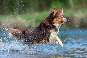 Australian Shepherd dog running in the water