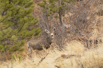 Mule Deer in the Woods