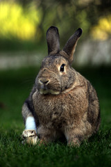 Fototapeta premium Der Frühling kann kommen, Kaninchen Portrait im grünen Gras 