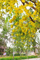 Golden shower stalk green flowers on a white background