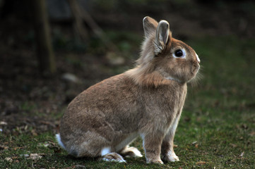 seitliche Aufnahme eines Kaninchen im Garten