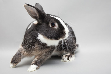 Cute white baby bunny rabbit on a seamless light background