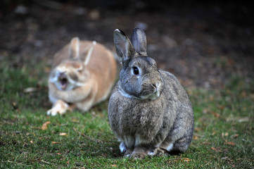 Gartenfreizeit für Kaninchen