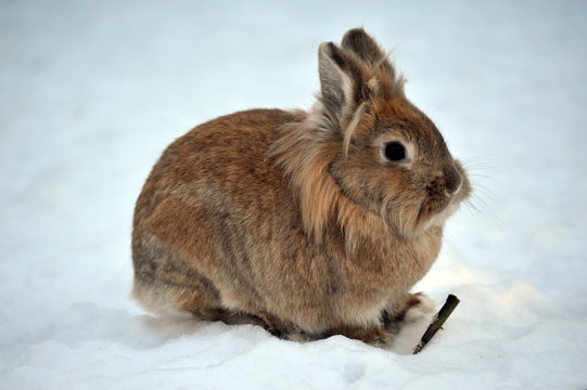 Kaninchen im Schnee 