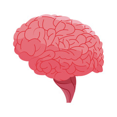 human brain organ icon over white background. colorful design. vector illustration