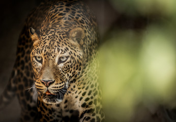Sri Lankan leopard