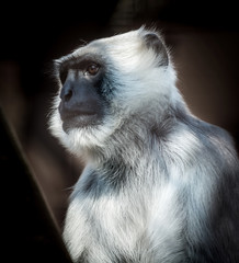 northern plains gray langur