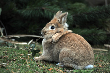 hungriges Kaninchen beim Auslauf im Garten