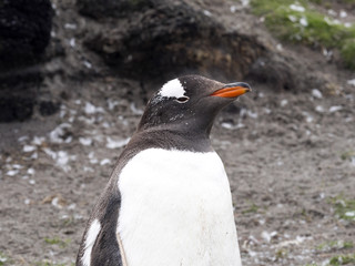 Naklejka premium Portrait of Gentoo penguin, Pygoscelis Papua, Sea Lion Island, Falklands / Malvinas