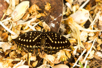 flower of a banana palm tree