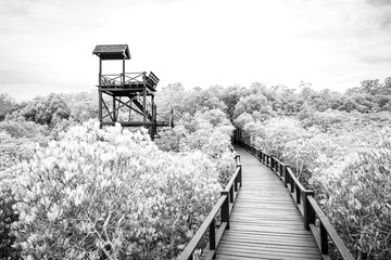 Black and white tone of Observatory tower at mangrove forest and blue sky, Nature trail