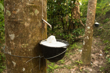 juice of rubber trees to collect for the production of rubber