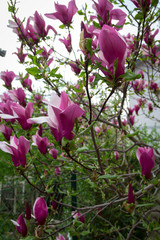 Spring magnolia tree with a blossom in the foreground