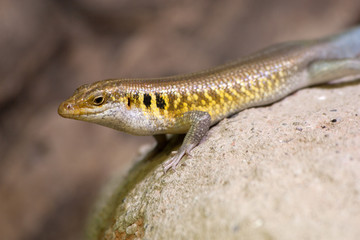 Yellow, blue and black lizard
