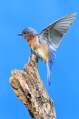 Eastern Bluebird