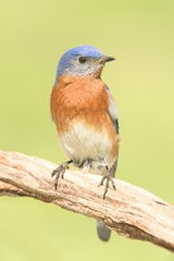Male Eastern Bluebird
