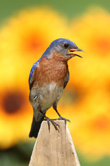 Male Eastern Bluebird