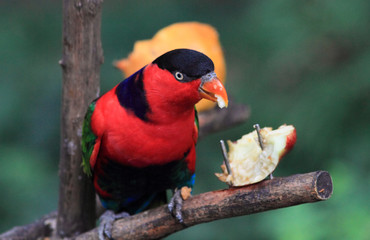 beautiful red parrot eating fruits in Hong Kong park