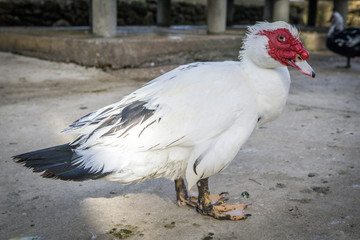Domestic duck, domestic white ducks, naturally fed ducks