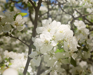 Fototapeta premium White detailed flowers on a tree with the sun shining down.