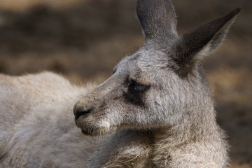 オオカンガルー